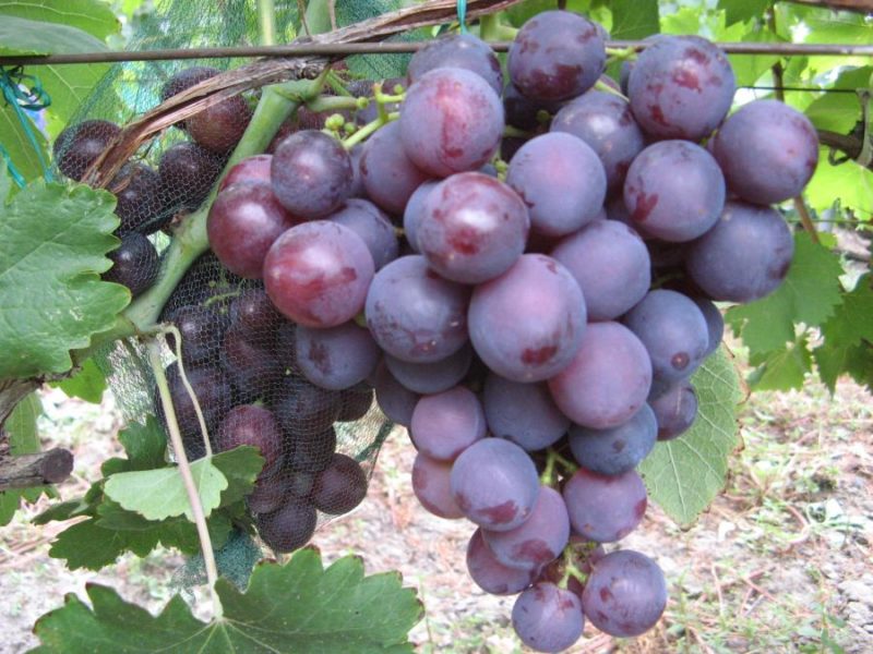 Лучшие крымские сорта винограда