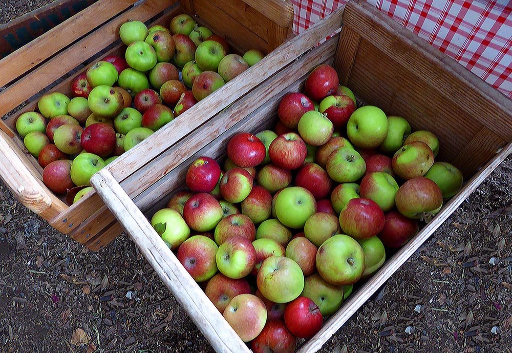 Где В Самарской Области Купить Яблоки