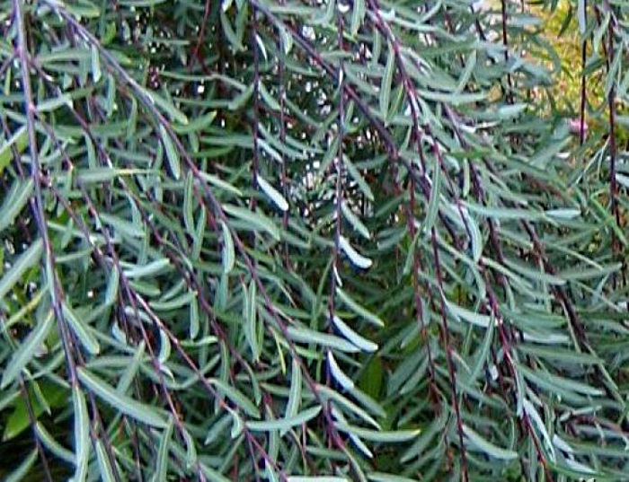 Листья узкие, продолговатые, с заостренными кончиками, зеленые с легким сизовато-голубоватым глянцем