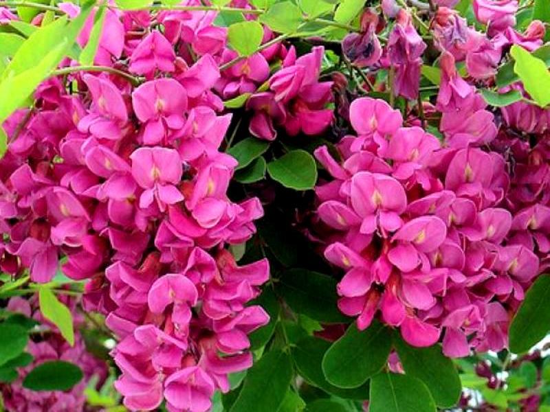 Акация розовая – сорт цветковых растений из семейства акациевых, выведенный в результате селекции внутри вида Робинии белоцветной