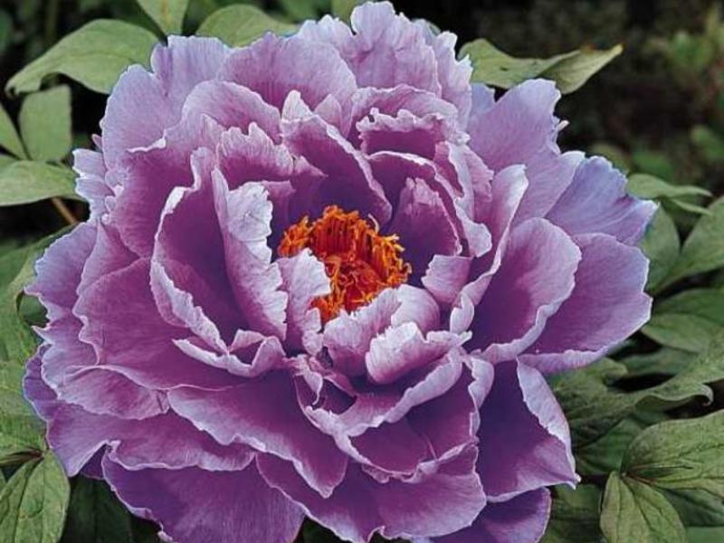 Необычно красивый сорт Розеа Плена отличается фиолетовым оттенком большого корончатого вида цветка