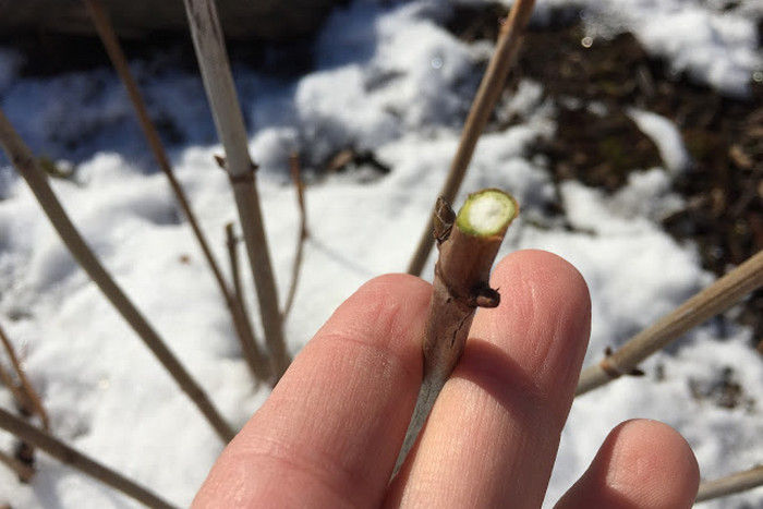 Сорт Пинк Аннабель дает соцветия на молодых побегах, поэтому растению весной требуется обрезка