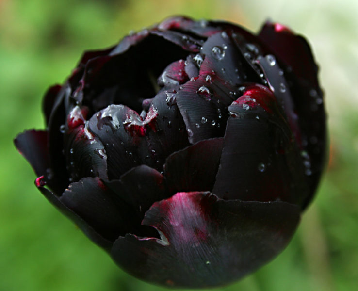 На самом деле, чисто чёрного тюльпана вывести так и не удалось. Все существующие сорта имеют насыщенные тёмные оттенки бордового, фиолетового или даже синего цвета.