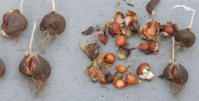Как размножаются тюльпаны луковицами черенками семенами детками