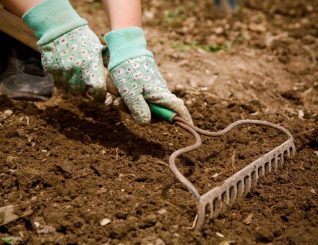 Рыхлить почву нужно, чтобы воздух поступал к корням для улучшения газообмена