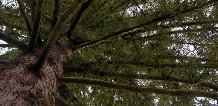 Самое высокое дерево в России это именно кавказская пихта. Растет в Адыгее и имеет высоту 60,5 метров