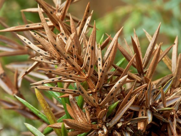 Гриб Шютте поражает лиственницу, растущую во влажной среде
