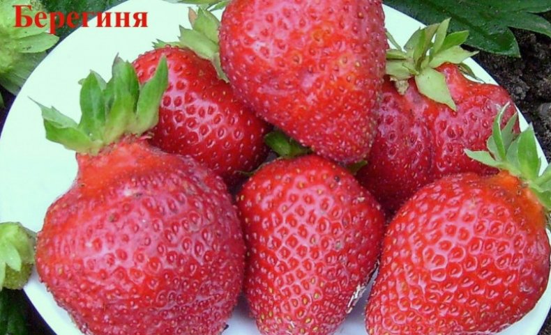 Сорт Берегиня с очень крупными и сладкими ягодами