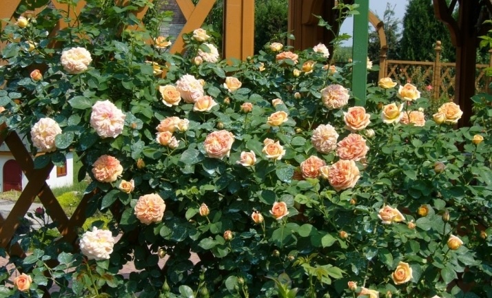 Полька роза является одним из сортов розы плетистой