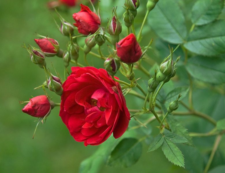 Роза Аделаида Худлесс хорошо смотрится в одиночных посадках и в составе композиций
