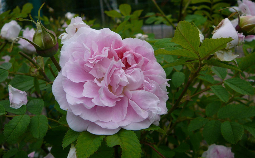 Роза Аделаида Худлесс: отзывы, фото канадской парковой розы