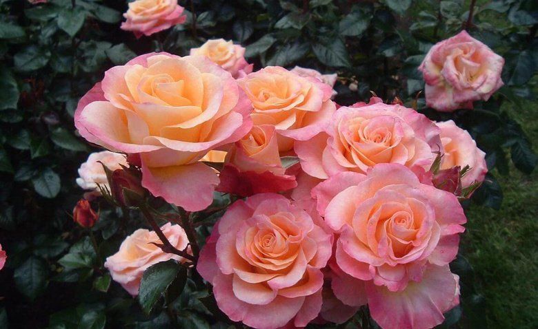 Роза Флорибунда (лат. Floribunda) представляет собой группу роз, выведенных селекционерами путем скрещивания мускусных и полиантовых роз с чайногибридными