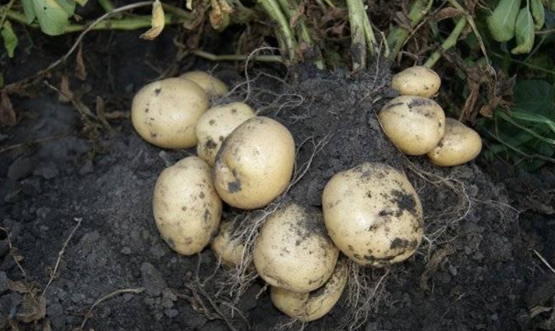 Под кустом вырастает много клубней, поэтому сажать картошку нужно на большом расстоянии друг от друга, это отличительная характеристика посадочных работ