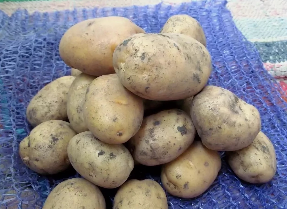 Джелли картофель характеристика отзывы. Семена картофеля Сагитта. Картофель сорт Агава. Картофель сорт Родриго.