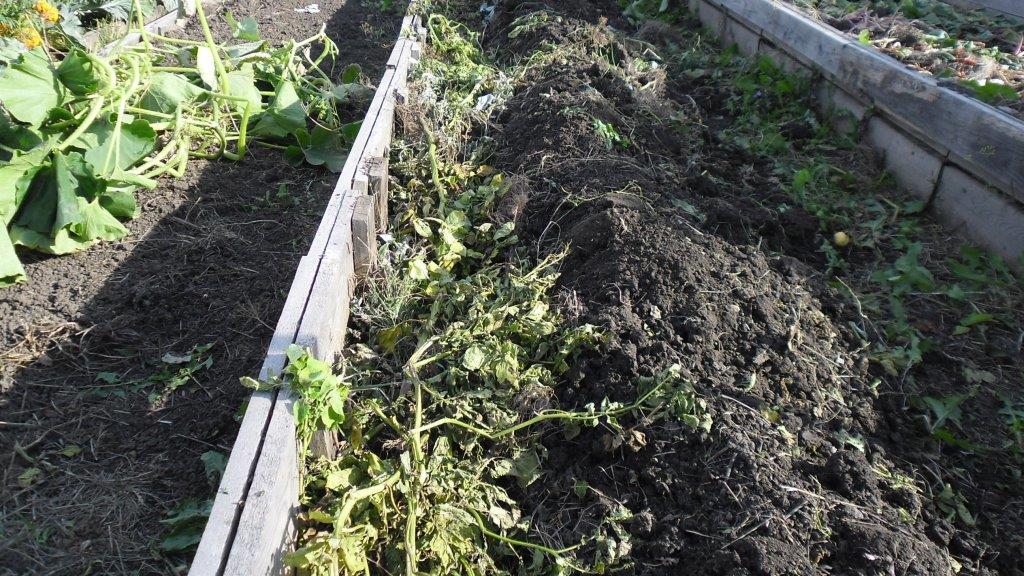 Как оздоровить почву на огороде после фитофторы