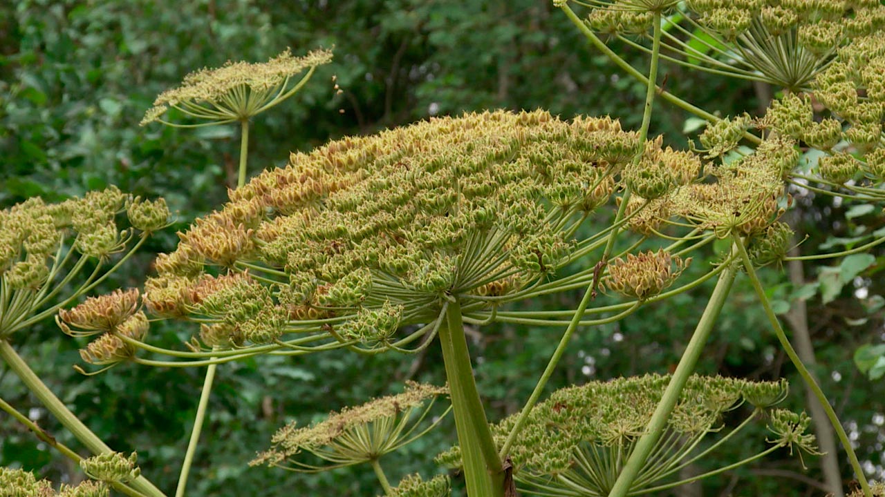 Ядовитое растение борщевик фото и описание