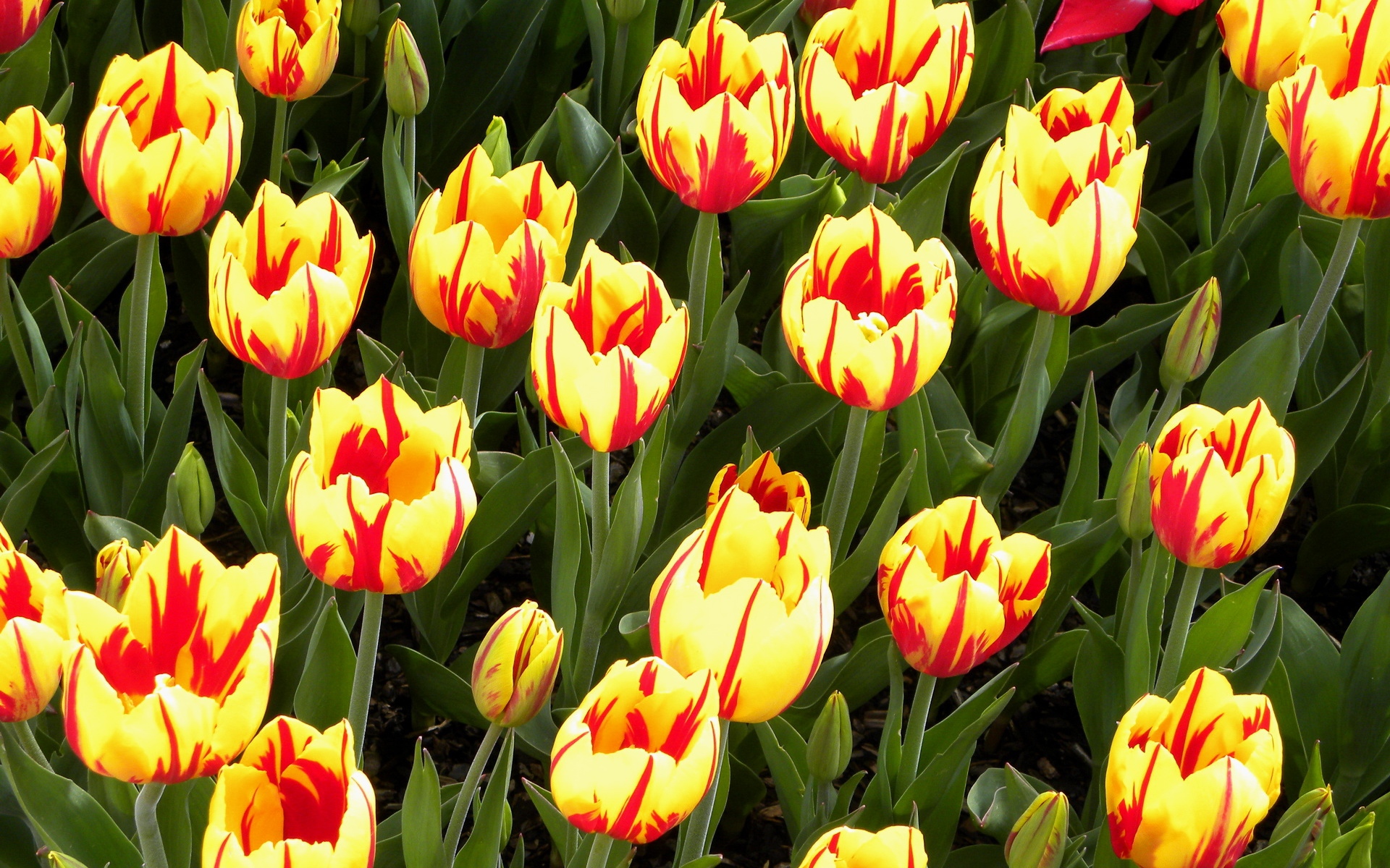 О раннем и пышном цветении тюльпанов по весне следует позаботиться ещё в осеннее время года