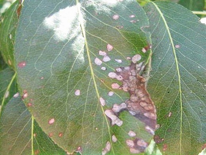 Самыми опасными для растения считаются перезимовавшие споры Septoria (морозы грибок пережидает, спрятавшись в опавших листьях, растительных остатках и семенах)