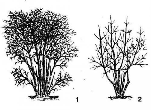 Омолаживающая обрезка обеспечит растению лучший доступ света на следующий год и прирост молодых ветвей. На фото видно, как выглядит куст жимолости до обрезки (1) и после (2)