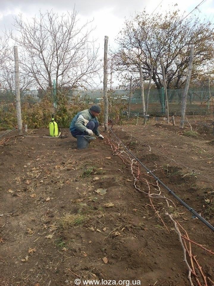 подготовка виноградников к зиме