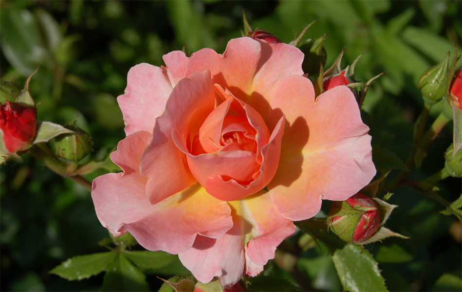 Роза Мари Кюри имеет необычную форму лепестков, волнистых по краю и заостренных к центру