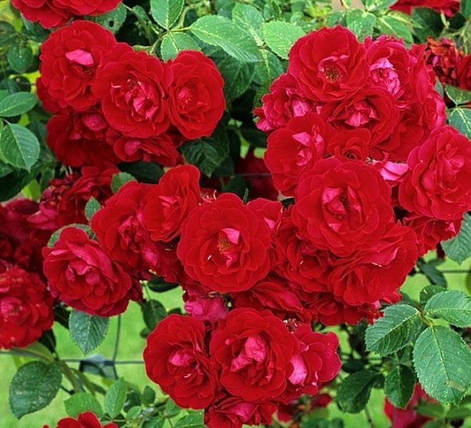 Роза Фламентанц является одним из сортов плетистой розы