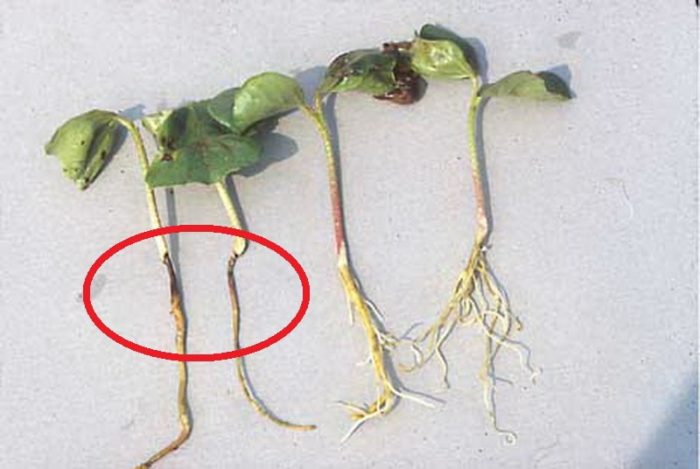 На фото справа — здоровые растения, слева — пораженные черной ножкой