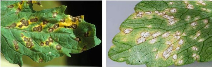 В зависимости от вида Septoria, пятнистость листьев может отличаться внешними симптомами (фото справа — септориоз петрушки, слева – септориоз томата)