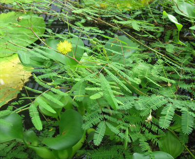 Основной ареал произрастания Neptunia oleracea — Вьетнам, Таиланд, Индонезия, Индия