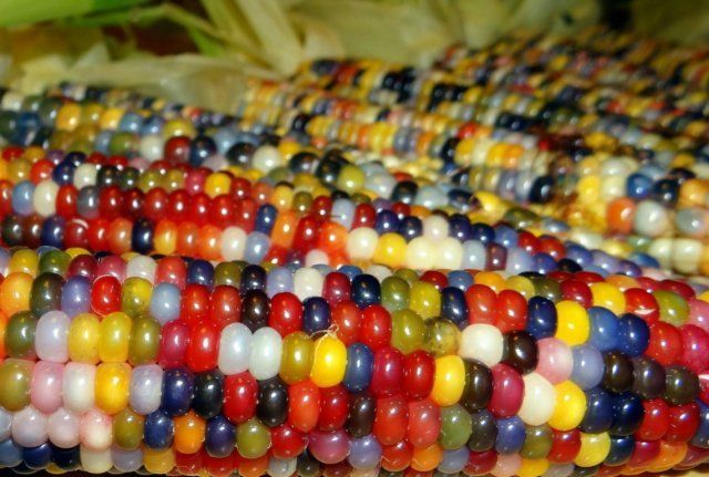 На фото — сорт кукурузы, который называется «Стеклянной гаммой» или «Стеклянной жемчужиной» — зёрна выглядят как разноцветные стеклышки