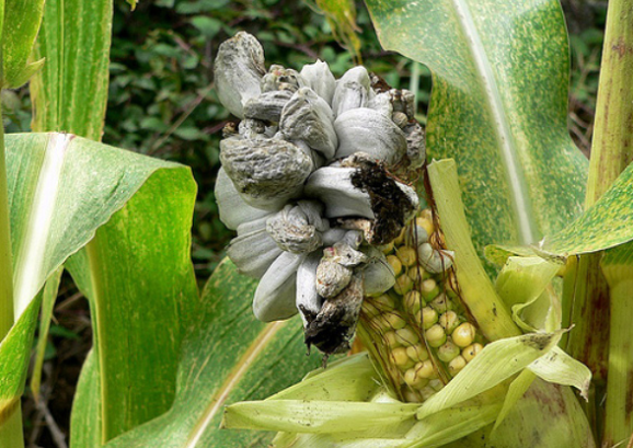 Важную роль в росте кукурузы играет борьба с болезнями и вредителями