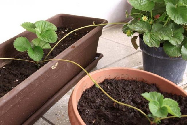 Как выращивать вьющуюся клубнику в открытом грунте?