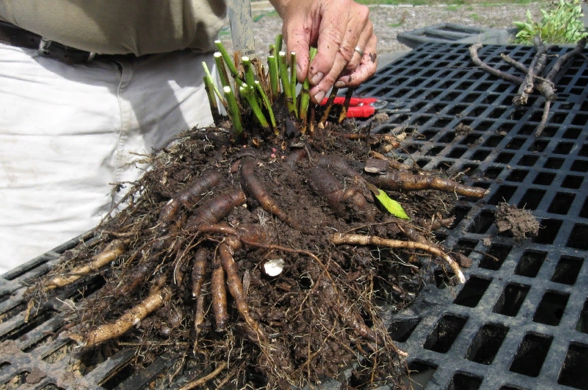Рассаживать пионы нужно каждые 4–5 лет. После этого растение плохо и мелко цветет, а после 10 лет роста на одном месте куст вырождается
