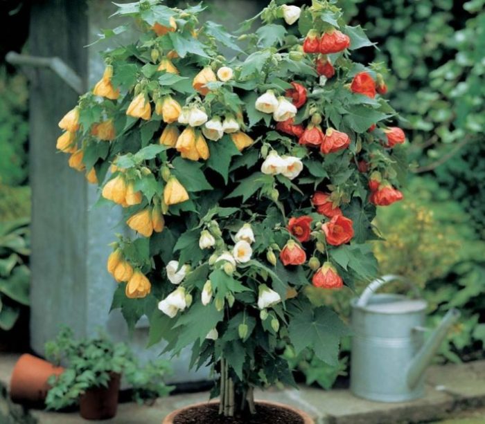 Домашний клен — очень красочное и необычное комнатное растение
