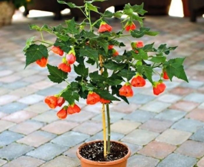 Абутилон — одно из самых необычных цветущих растений