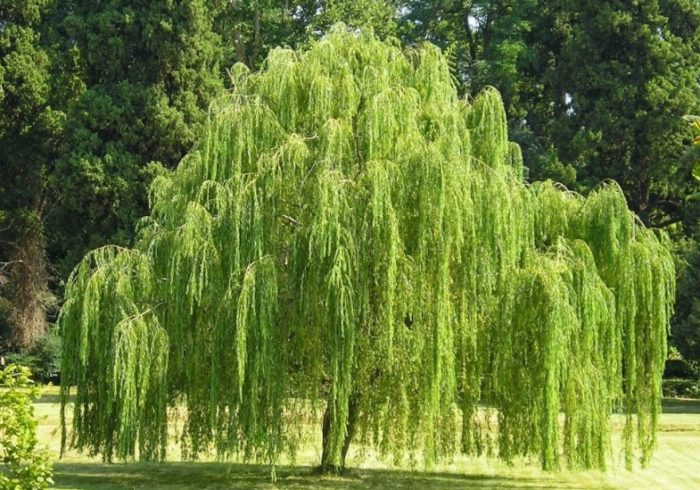Остролистная ива (лат. Salix acutofolia) имеет много названий — краснотал, красная верба и шелюга