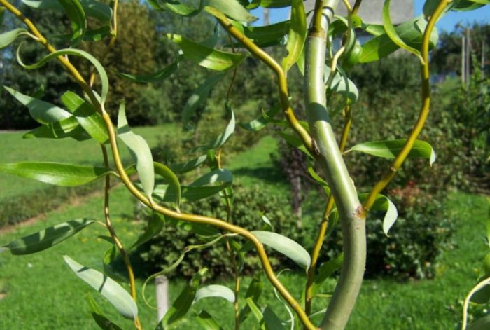 Благодаря изогнутым веткам ива свердловская отлично выглядит и зимой, когда на дереве нет листьев