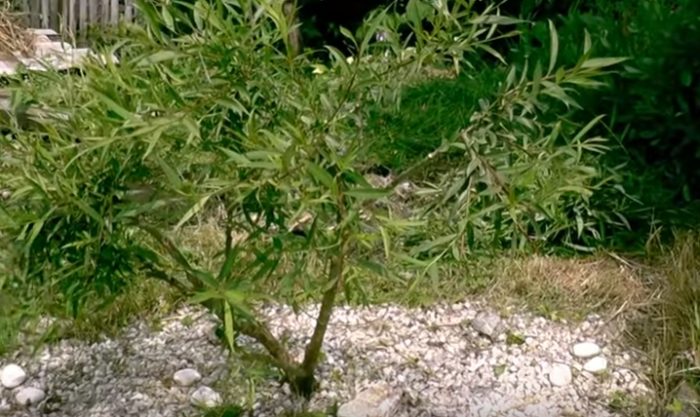 Ива гибридная Плакучий Гном может формироваться в очень меленькое деревце