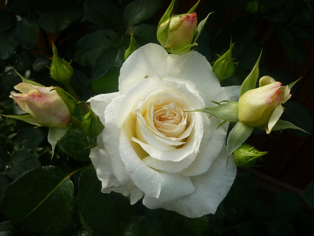 Роза в процессе раскрытия цветка меняет нежно-лимонный цвет на белоснежный