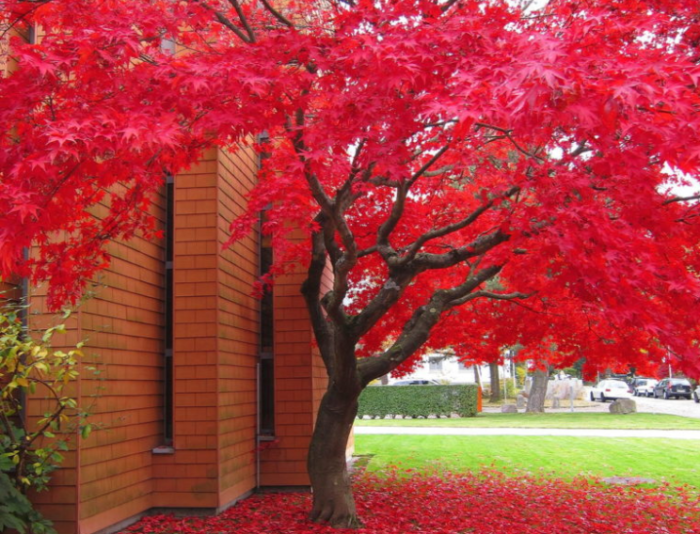 Краснолистный клен — весьма популярный декоративный вид, часто используемый декораторами вместо фруктовых деревьев