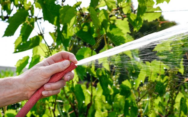 Виноград надо часто поливать, из расчета 20 л воды на куст