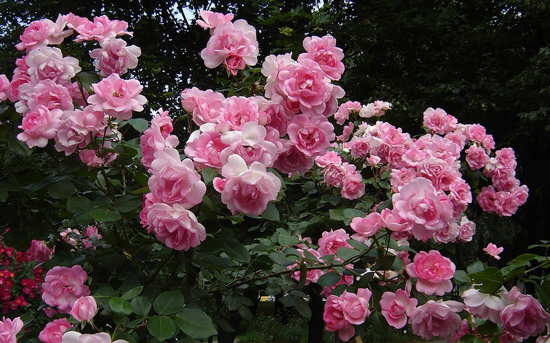 Многоцветковая роза (полиантовая) сегодня выделена в самостоятельную группу роз