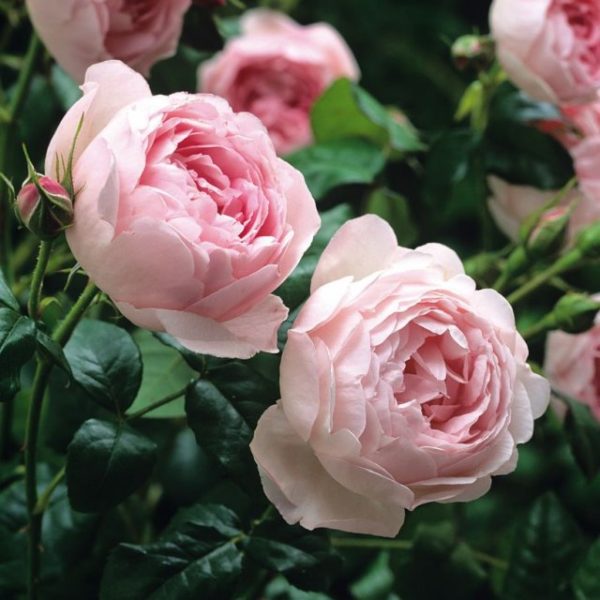 Махровые сорта парковых роз могут иметь цветы, состоящие из 150 лепестков