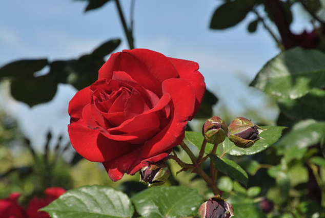 Роза Сантана является одним из сортов розы плетистой
