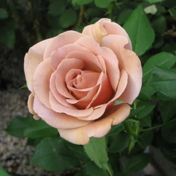 Роза Коко Локо относится к кустовым розам