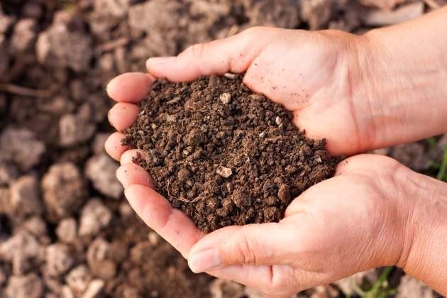 Легкий удобренный суглинок — лучшая почва для плетистой розы