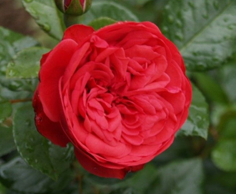 О розе Piano: описание и характеристики сортов кустовой розы, уход и выращивание