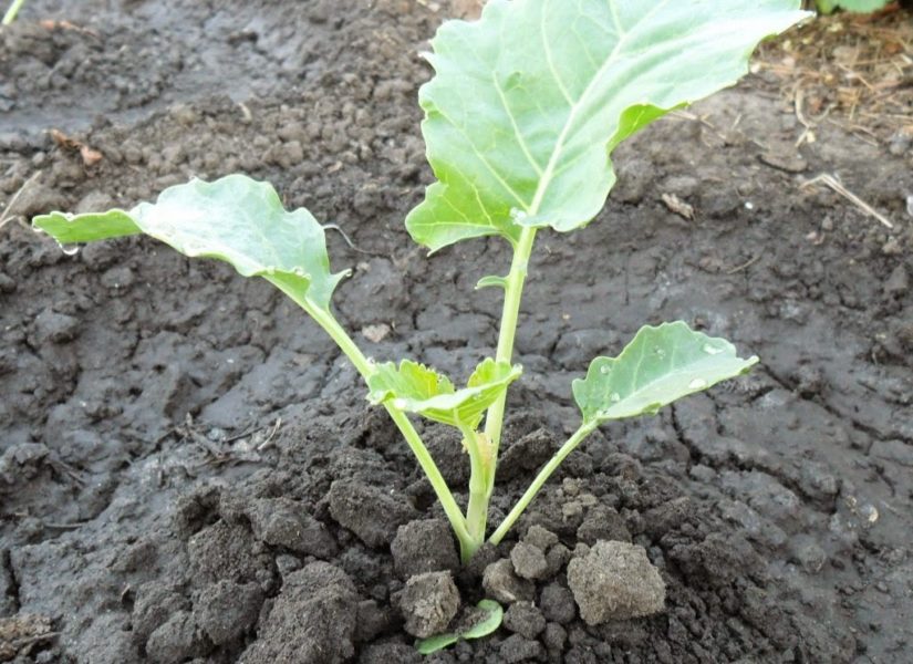 При посадке важно следить, чтобы первый листок оставался над поверхностью почвы
