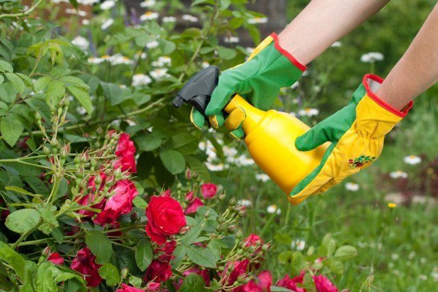 Подкормка роз — обязательное условие для их здоровья и пышного цветения