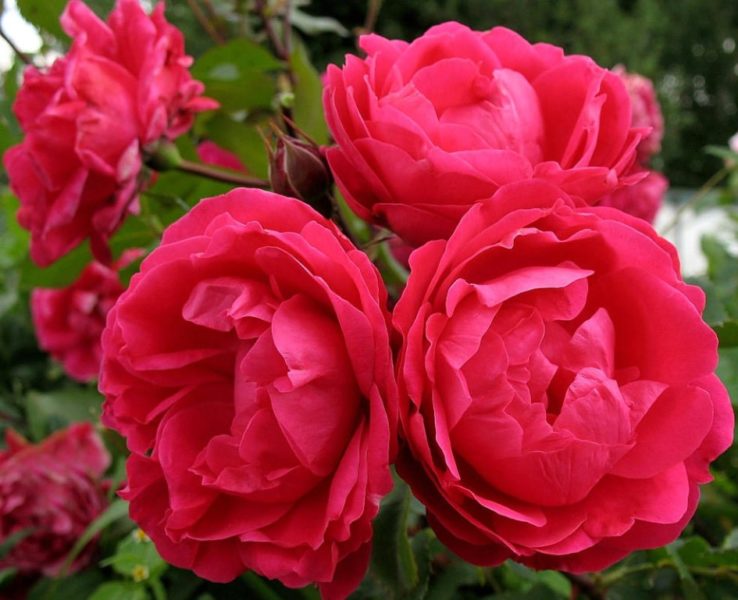 Роза Александр Макензи относится к парковым розам